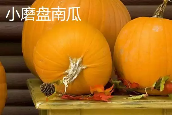 了解我国本土南瓜品种的方法和重点?认识本土南瓜品种要做好哪些细节?插图4 了解我国本土南瓜品种的方法和重点?认识本土南瓜品种要做好哪些细节?插图4