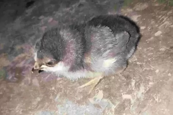 治疗小鸡站不起来病症的方法和重点?养鸡要做好哪些健康护理?插图1 治疗小鸡站不起来病症的方法和重点?养鸡要做好哪些健康护理?插图1