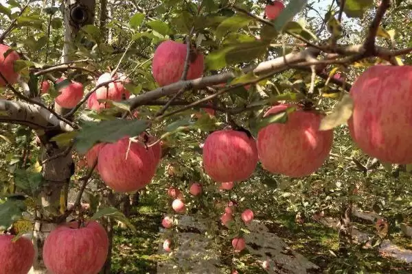 提高苹果坐果率的方法,施足底肥可增加树体的营养积累、促进坐果插图1 提高苹果坐果率的方法,施足底肥可增加树体的营养积累、促进坐果插图1