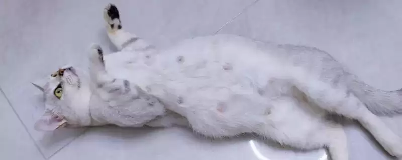 猫怀孕多少天会生产 ,猫的孕期时长是多久-会东网