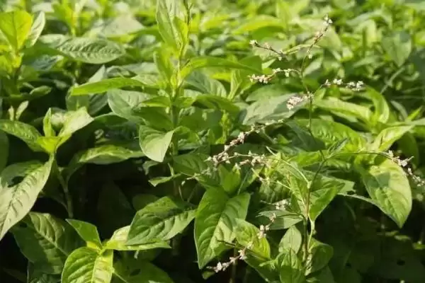 知悉蜈蚣惧怕对象的方法和重点?养鸡要做好哪些蜈蚣防治关联?插图3 知悉蜈蚣惧怕对象的方法和重点?养鸡要做好哪些蜈蚣防治关联?插图3