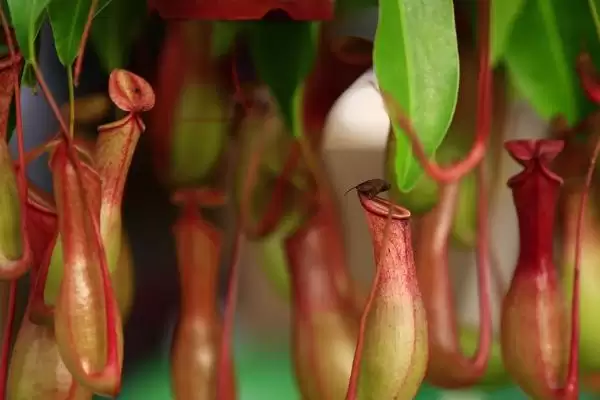 了解猪笼草特点的方法和重点？养猪场环境与植物搭配有哪些关联细节？插图3