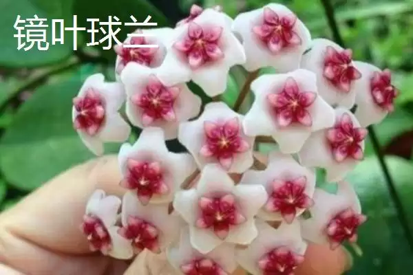 球兰养殖技巧与注意事项：“见干见湿”浇水原则要点插图7