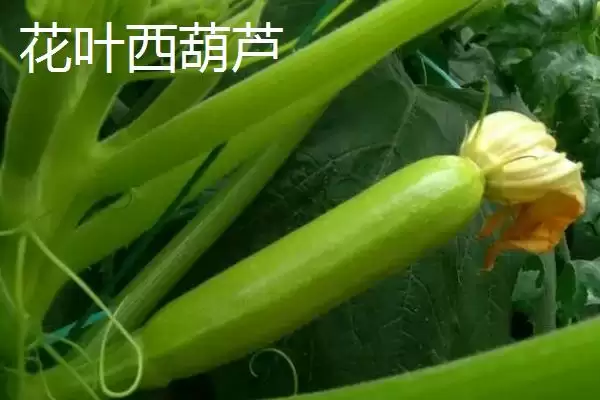 了解西葫芦品种的方法和重点？认识西葫芦品种要做好哪些细节？插图1