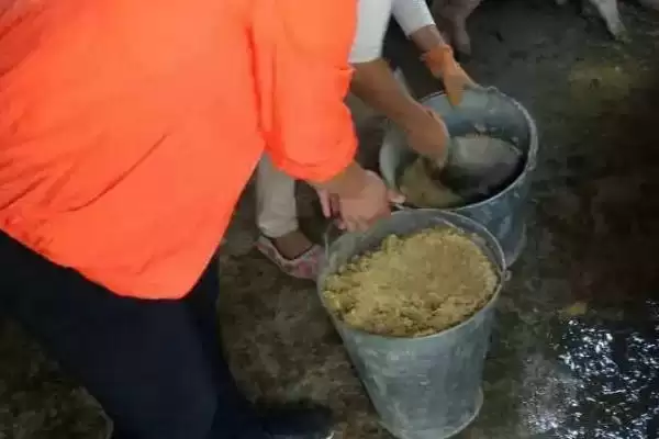 使用乳猪教槽料的方法和重点?养猪要做好哪些幼猪喂养细节?插图2 使用乳猪教槽料的方法和重点?养猪要做好哪些幼猪喂养细节?插图2