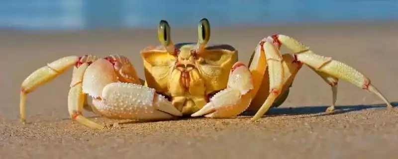 螃蟹血液的奥秘：有血液但非红色的奇妙现象-会东网