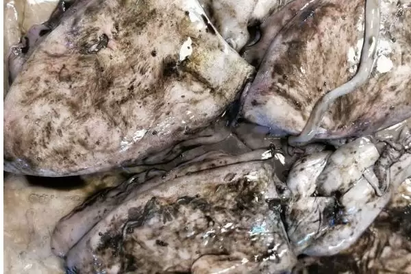 图片[7]-墨鱼要怎么进行养殖才可以呢 ,墨鱼选合适海域后可用网箱进行养殖-会东网