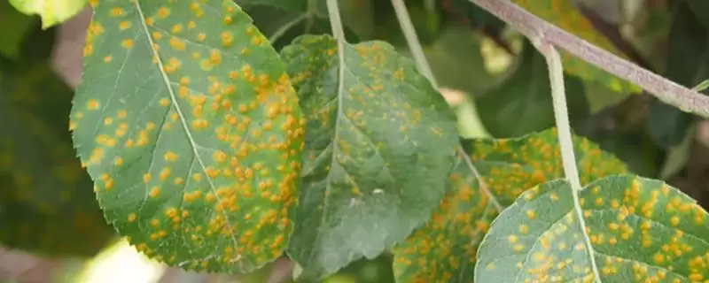 怎么防治苹果锈病,苹果产区内的桧柏要砍除-会东网