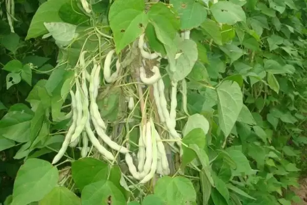 图片[4]-探寻芸豆烂根死棵原因的方法和重点？探寻芸豆烂根死棵原因要做好哪些细节？-会东网