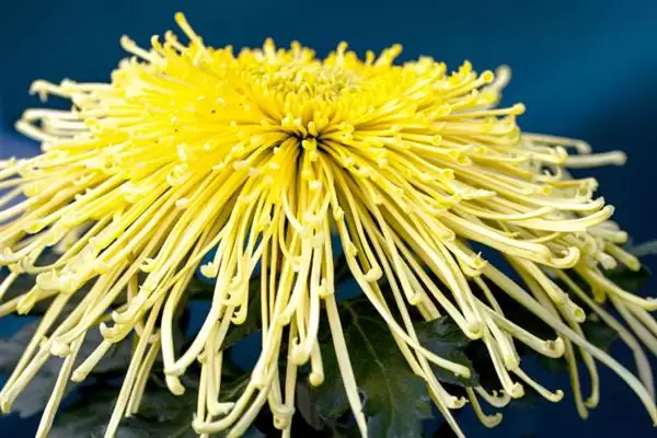 菊花与花序的关系 ,菊花为什么说是一个花序呢?插图1 菊花与花序的关系 ,菊花为什么说是一个花序呢?插图1