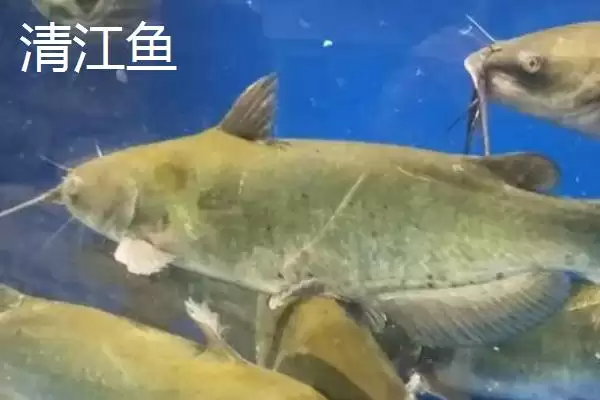 图片[4]-黔鱼和清江鱼的区别剖析：不同物种的本质差异-会东网
