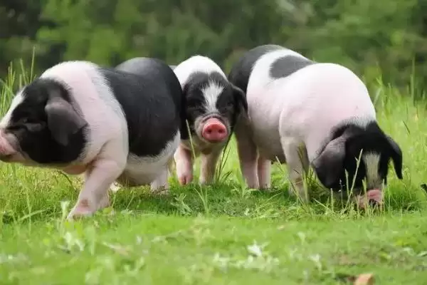 认识猪颜色种类的方法和重点?养猪要做好哪些品种外观认知细节?插图3 认识猪颜色种类的方法和重点?养猪要做好哪些品种外观认知细节?插图3