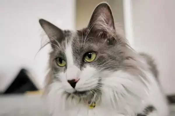 猫咪爱发脾气怎么处理好 ,猫咪发脾气可采取何措施插图1