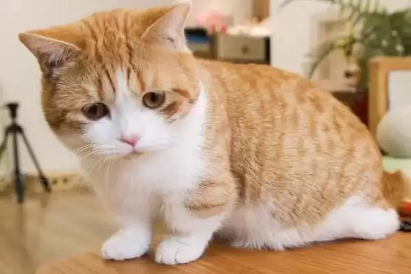 猫咪腿受伤了应该怎么处理 ,猫咪腿受伤可用碘伏消毒伤口插图3