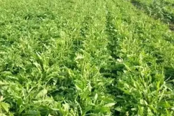 图片[3]-蒲公英种植技术全解：选择肥沃疏松土壤的要点-会东网