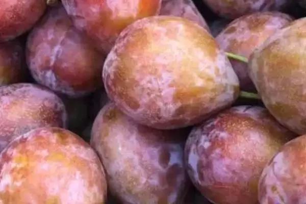 西梅几月份成熟上市，通常在8-9月份成熟上市插图1