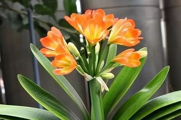 君子兰一年的生长情况 ,君子兰一年能长出多少片叶子呢?插图1 君子兰一年的生长情况 ,君子兰一年能长出多少片叶子呢?插图1