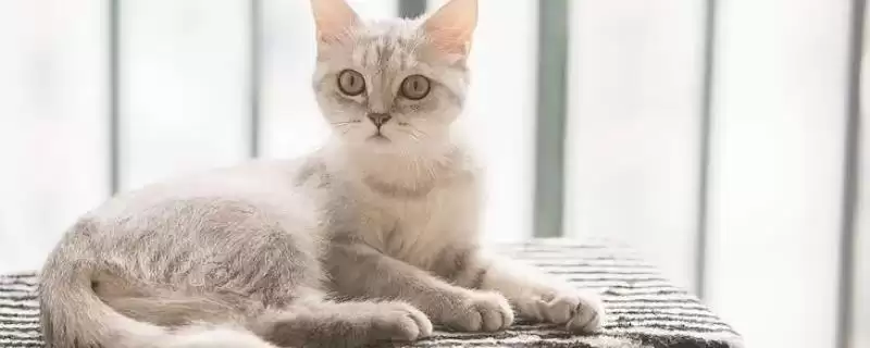 猫咪要如何进行美毛 ,猫咪美毛补充营养是关键因素-会东网