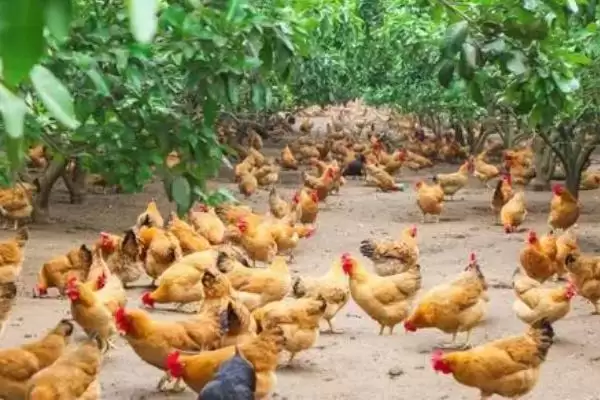 防治鸡痘的方法和重点?养鸡要做好哪些疫病防控措施?插图3 防治鸡痘的方法和重点?养鸡要做好哪些疫病防控措施?插图3