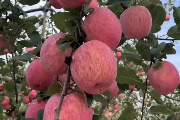 农村种植项目适合选什么,红富士苹果具有可观前景插图1 农村种植项目适合选什么,红富士苹果具有可观前景插图1
