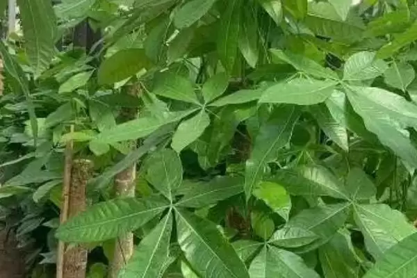 图片[3]-种植发财树的方法和要点？种植发财树要掌握哪些关键步骤？-会东网