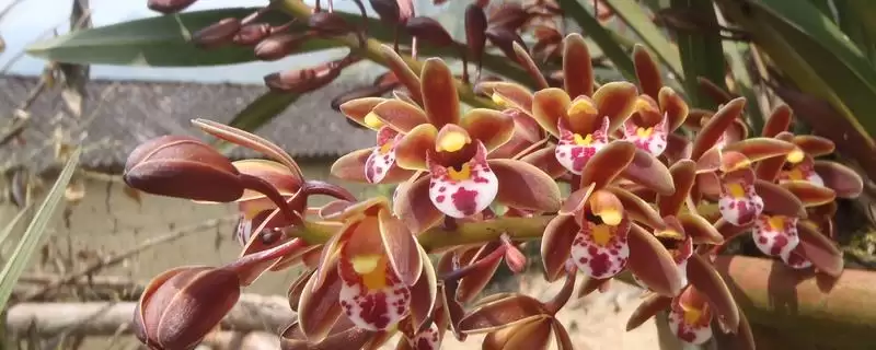 蜜蜂兰的养殖方法有哪些要点呢 ,蜜蜂兰养殖九点到下午四点需遮阴-会东网