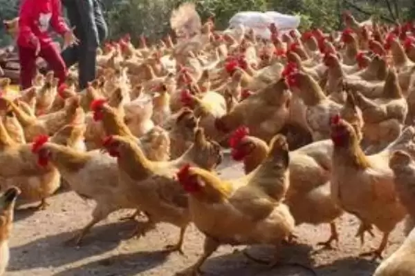 选择养鸡食物种类的方法和重点?养鸡要做好哪些饲料选择?插图1 选择养鸡食物种类的方法和重点?养鸡要做好哪些饲料选择?插图1