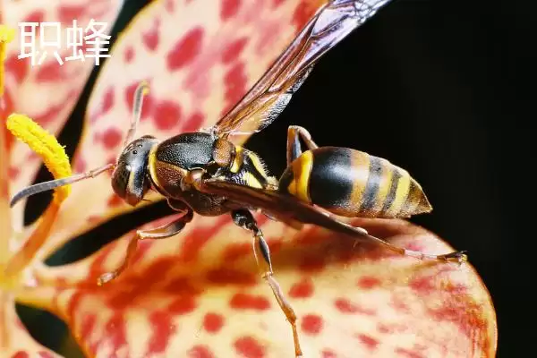黄腰胡蜂简介，是典型的杂食性昆虫插图4