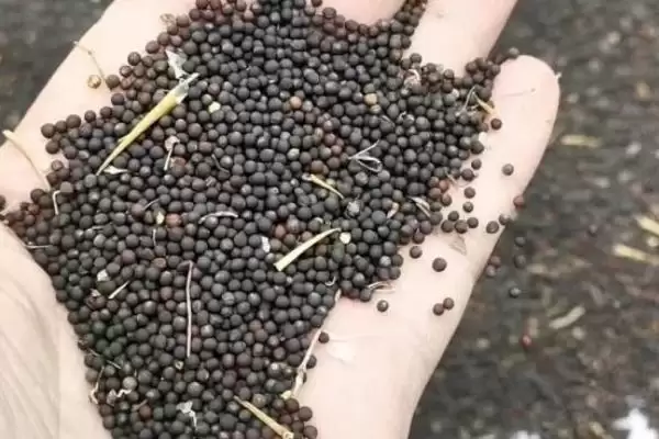 哪些油菜种子品种的出油率最高,中双11号、阳光2009、阳光198等品种的含油量均超过40%插图2 哪些油菜种子品种的出油率最高,中双11号、阳光2009、阳光198等品种的含油量均超过40%插图2