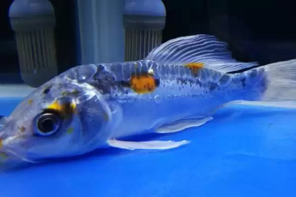 图片[2]-锦鲤的睡眠情况 ,锦鲤这种鱼会不会睡觉呢-会东网