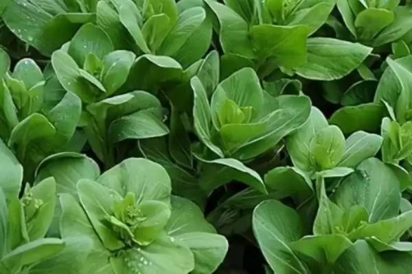 油菜籽高产品种有哪些,徽豪油26、华油杂50、陕油1209等品种的产量较高插图7 油菜籽高产品种有哪些,徽豪油26、华油杂50、陕油1209等品种的产量较高插图7