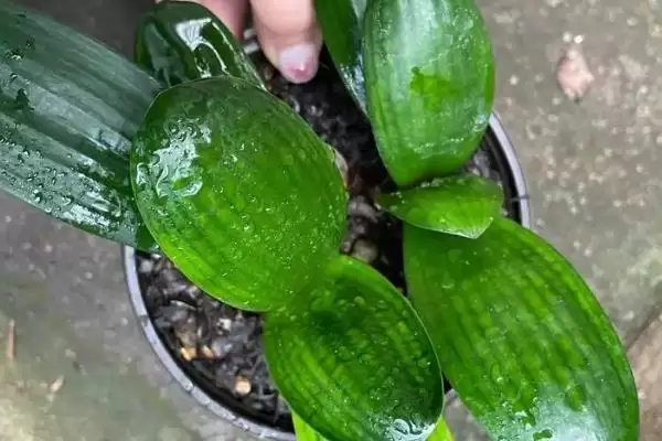 君子兰一叶苗的挑选方法 ,挑选君子兰一叶苗看什么特征？插图2