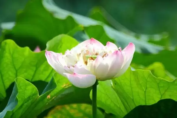 图片[2]-喜阳不怕晒植物集合：荷花、茉莉花、矮牵牛的阳光生活-会东网