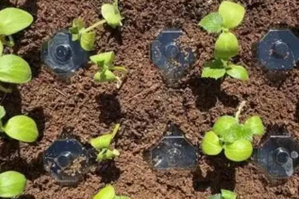 越冬水果型小黄瓜栽培技术的方法和重点?种越冬小黄瓜要做好哪些细节?插图1 越冬水果型小黄瓜栽培技术的方法和重点?种越冬小黄瓜要做好哪些细节?插图1