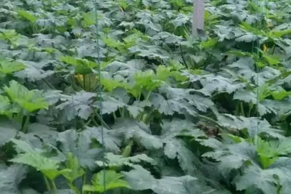 西葫芦种植技术的方法和重点?种西葫芦要做好哪些细节?插图5 西葫芦种植技术的方法和重点?种西葫芦要做好哪些细节?插图5