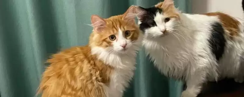 猫瘟会有哪些具体的症状呢 ,猫瘟会出现发烧、食欲不振等症状-会东网