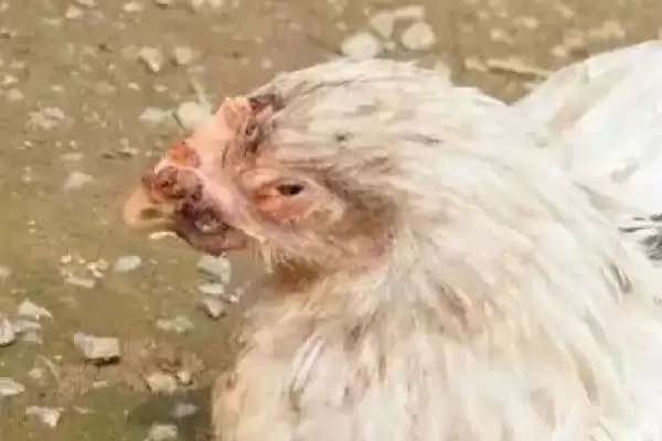 防治鸡痘的方法和重点?养鸡要做好哪些疫病防控措施?插图5 防治鸡痘的方法和重点?养鸡要做好哪些疫病防控措施?插图5