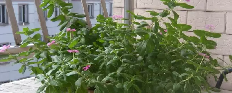 紫荆花不开花的原因和解决要点？解决紫荆花不开花需注意什么？-会东网