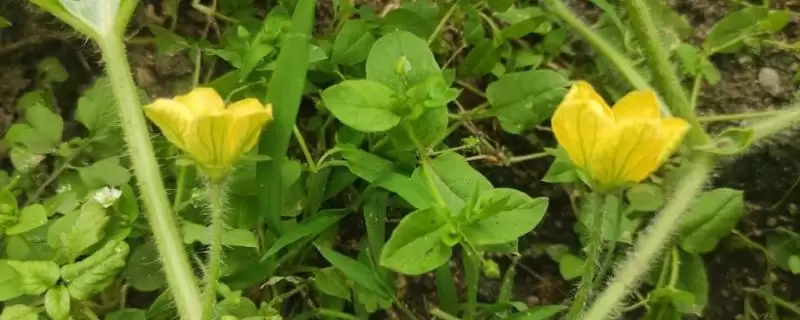 西瓜的花是什么样子的,是黄色的插图 西瓜的花是什么样子的,是黄色的插图
