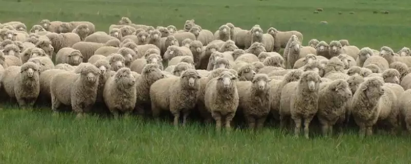 肉羊育肥要点?进行肉羊育肥要把握哪些关键的育肥要点?-会东网
