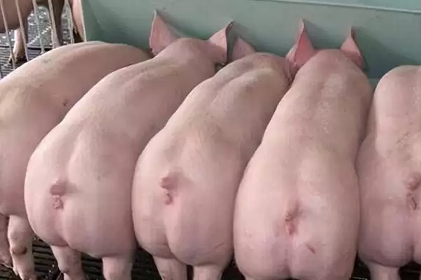 母猪喘气不吃食应该怎么办呢,母猪喘气不吃食需定时给猪舍通风插图2