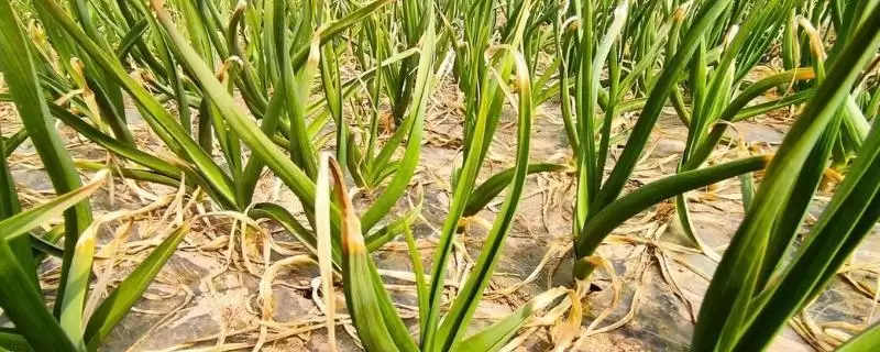 防止蒜苗叶子发黄的方法和重点？防止蒜苗叶子发黄要做好哪些细节？-会东网