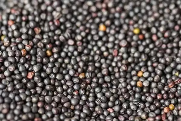 哪些油菜种子品种的出油率最高,中双11号、阳光2009、阳光198等品种的含油量均超过40%插图1 哪些油菜种子品种的出油率最高,中双11号、阳光2009、阳光198等品种的含油量均超过40%插图1