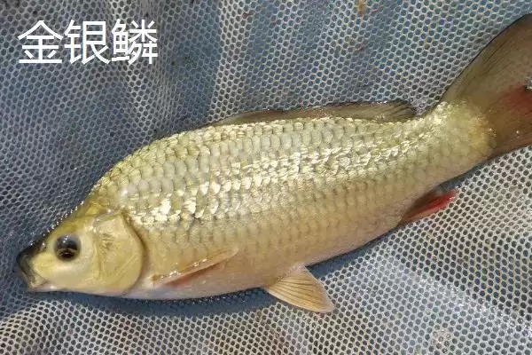 图片[10]-锦鲤的常见品种 ,锦鲤有哪些常见的品种类型呢-会东网