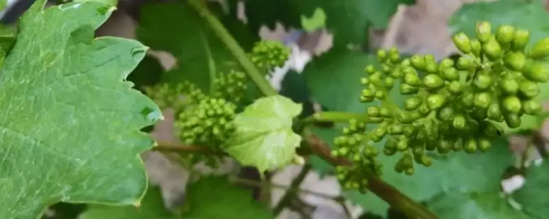 为什么葡萄树不开花不结果？探究葡萄树不开花不结果原因要考虑哪些种植和养护因素？-会东网