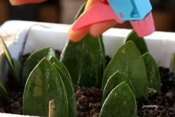 金钱树的扦插时间 ,金钱树在什么季节扦插成功率高插图2