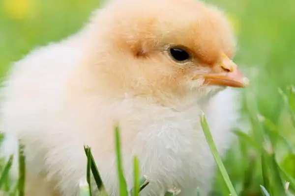 计算散养土鸡成本的方法和重点?养鸡要做好哪些成本核算?插图8 计算散养土鸡成本的方法和重点?养鸡要做好哪些成本核算?插图8