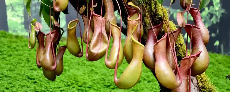 了解猪笼草特点的方法和重点?养猪场环境与植物搭配有哪些关联细节?-会东网