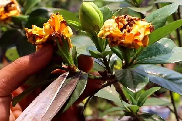 图片[5]-了解栀子花开花季节的方法和重点？了解栀子花开花季节要做好哪些细节？-会东网