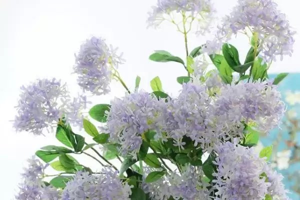 图片[5]-夕雾花花语的含义和要点？理解夕雾花花语需关注哪些关键？-会东网